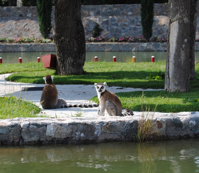 Laguna de los lemur